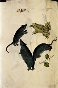 The Tudor pattern book MS. Ashmole 1504 78