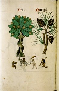 The Tudor pattern book MS. Ashmole 1504 43