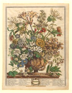 The Twelve Months of Flowers- October 1730 print by Pieter Casteels III, F-2016-10, Prints Department, Royal Library of Belgium