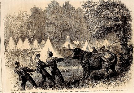 The War in America, Quartermaster's Department, killing Bullocks in the Federal Camp, Virginia - ILN 1861. Free illustration for personal and commercial use.