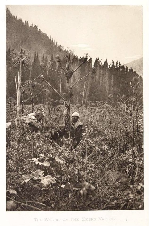 The weeds of the Zesko Valley