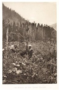 The weeds of the Zesko Valley