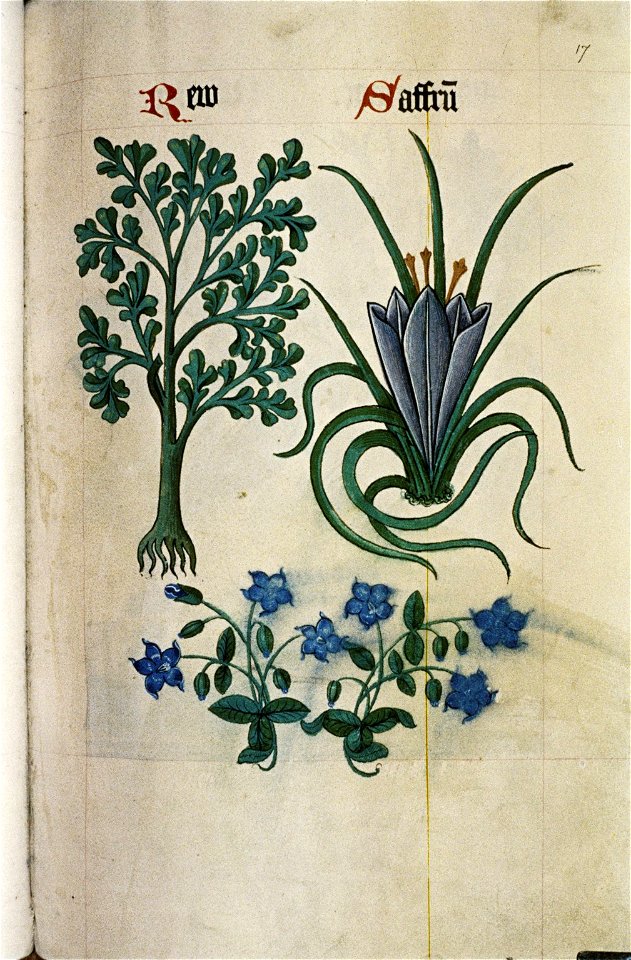 The Tudor pattern book MS. Ashmole 1504 30
