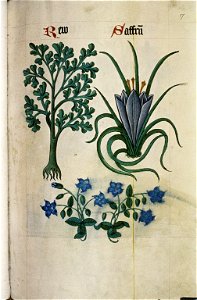 The Tudor pattern book MS. Ashmole 1504 30