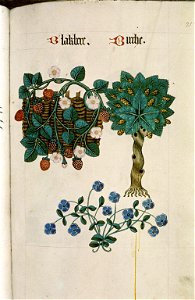 The Tudor pattern book MS. Ashmole 1504 38