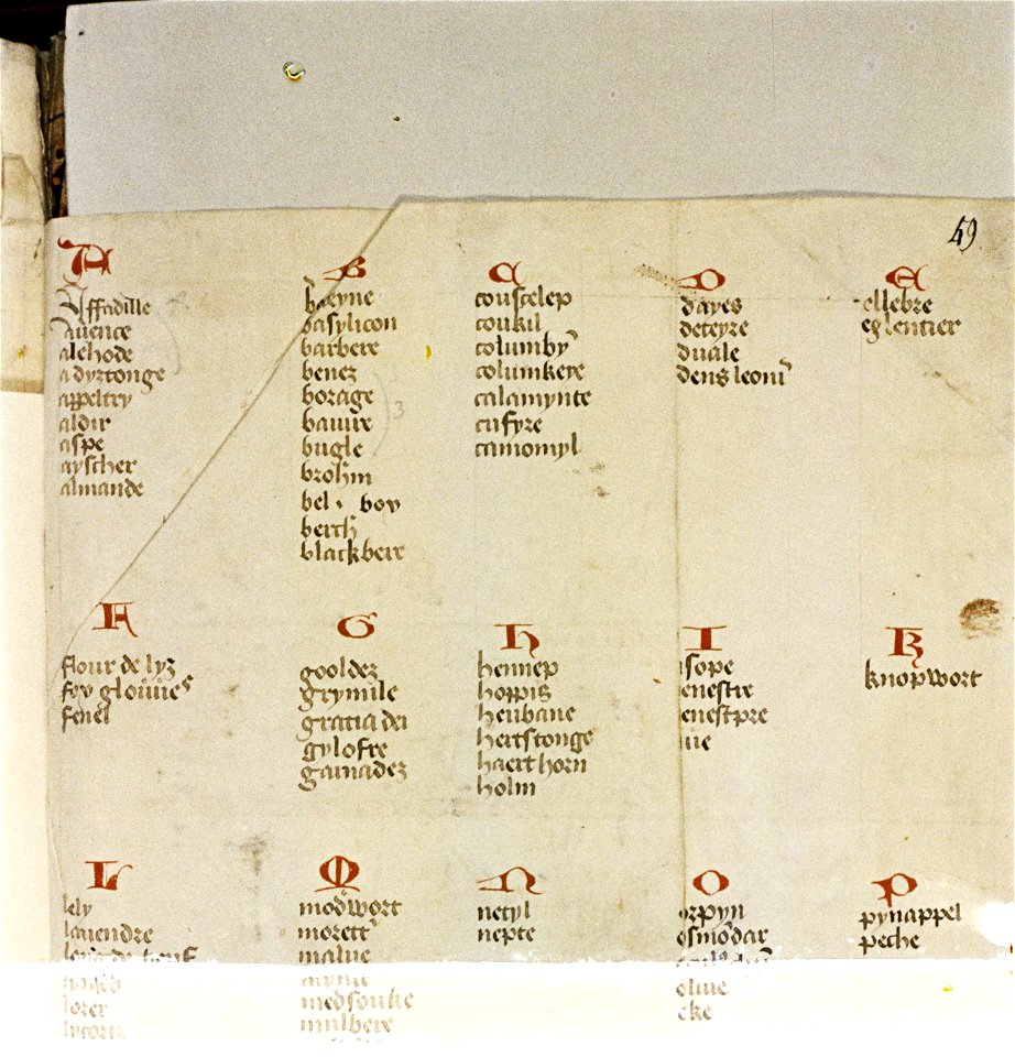 The Tudor pattern book MS. Ashmole 1504 93