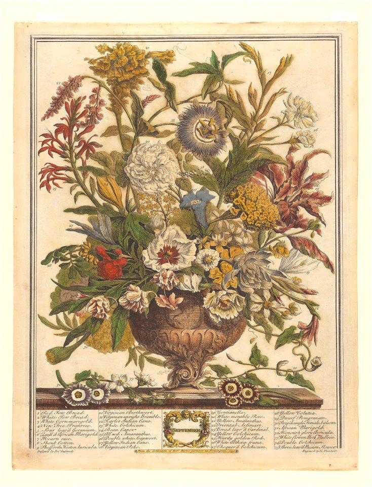 The Twelve Months of Flowers- September 1730 print by Pieter Casteels III, F-2016-9, Prints Department, Royal Library of Belgium