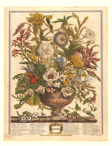 The Twelve Months of Flowers- September 1730 print by Pieter Casteels III, F-2016-9, Prints Department, Royal Library of Belgium