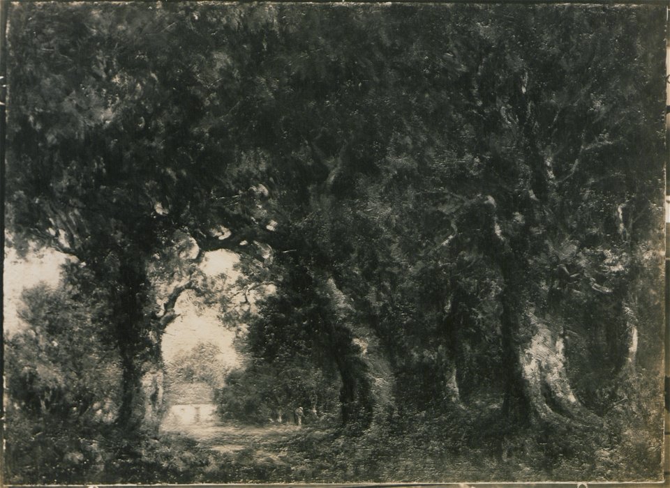 The woodland slope (HS85-10-24512)