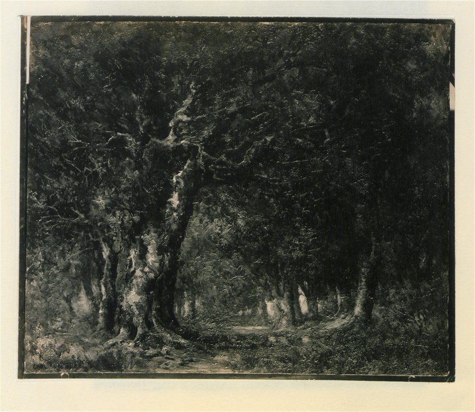 The woods (HS85-10-24518) original