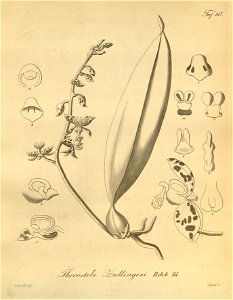 Thecostele alata