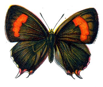 Thecla betulae femelle Nemos