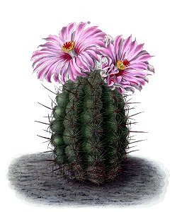 Thelocactus bicolor BlKakteenT74
