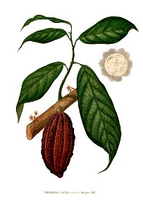 Theobroma cacao Blanco clean