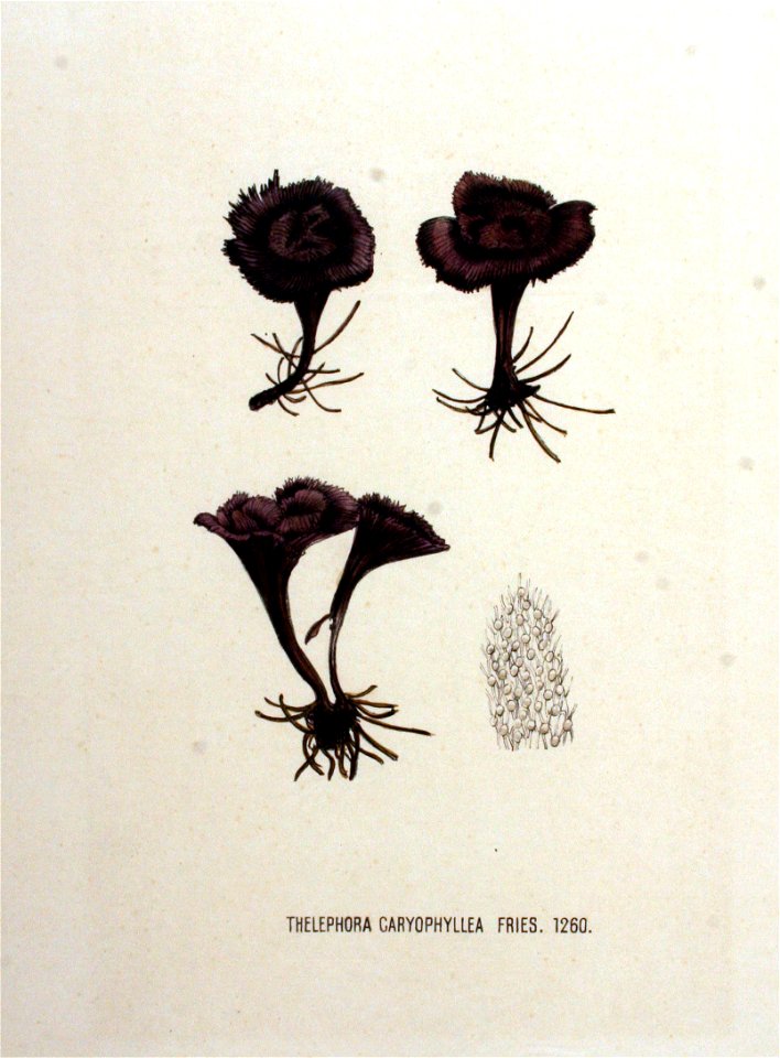 Thelephora caryophyllea — Flora Batava — Volume v16