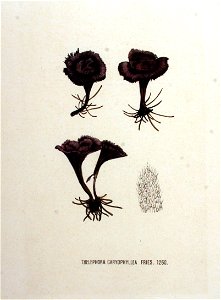 Thelephora caryophyllea — Flora Batava — Volume v16