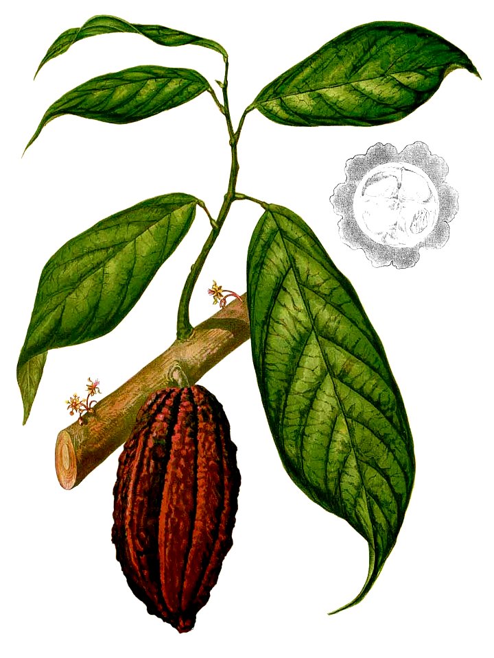 Theobroma cacao Blanco2.275-cropped