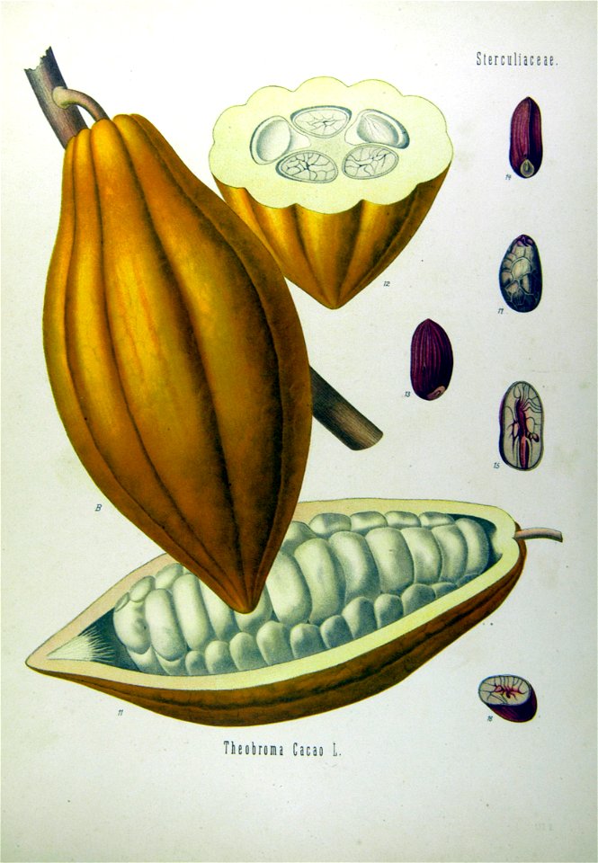 Theobroma cacao - Köhler–s Medizinal-Pflanzen-137