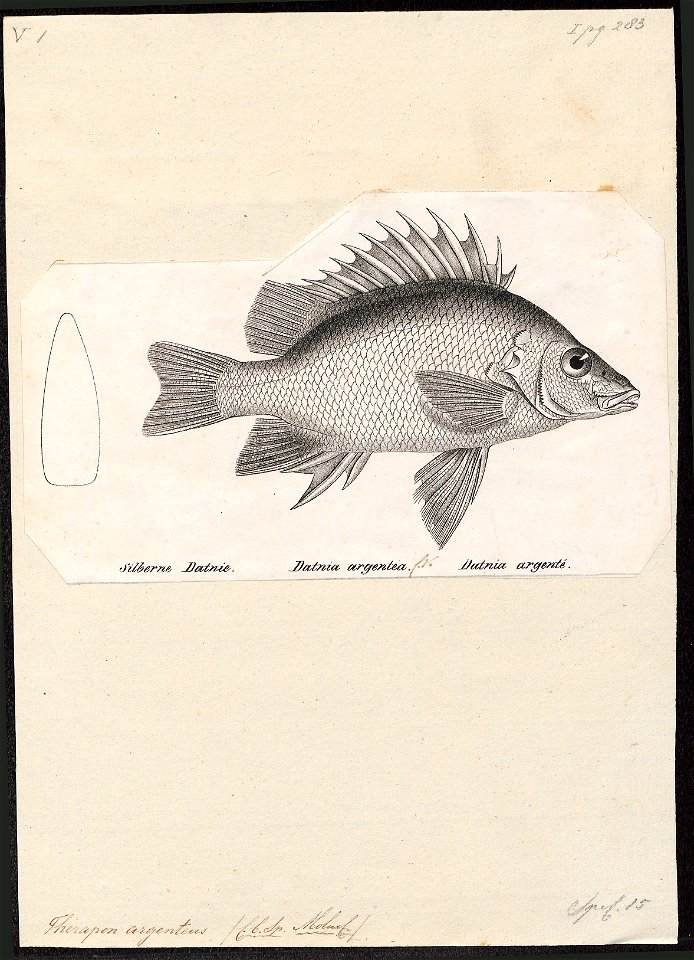 Therapon argenteus - 1809-1845 - Print - Iconographia Zoologica - Special Collections University of Amsterdam - UBA01 IZ13000110