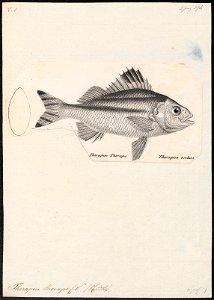 Therapon theraps - 1809-1845 - Print - Iconographia Zoologica - Special Collections University of Amsterdam - UBA01 IZ13000100