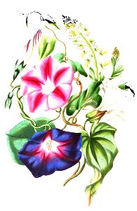 TheRomanceOfNature 0304