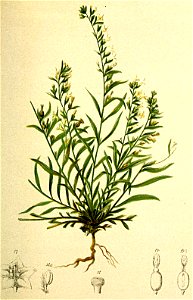 Thesium alpinum Atlas Alpenflora