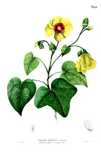 Thespesia populnea Blanco2.355