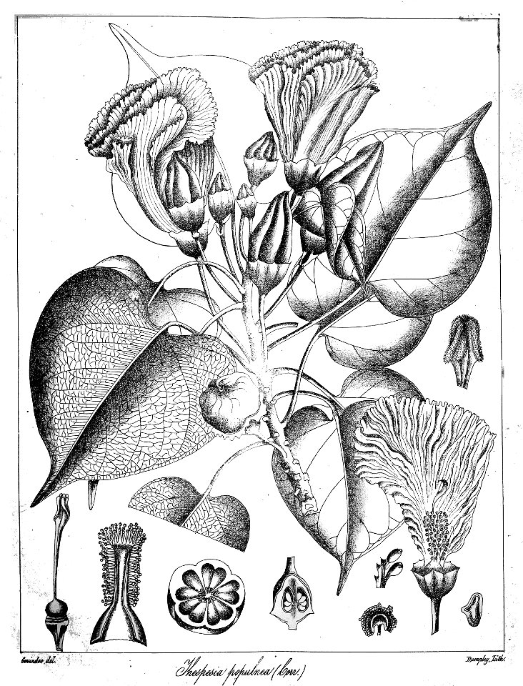 Thespesia populnea Govindoo