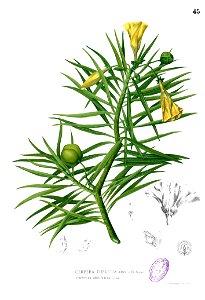 Thevetia peruviana Blanco1.45