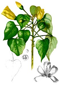 Thespesia populnea Blanco2.269-cropped