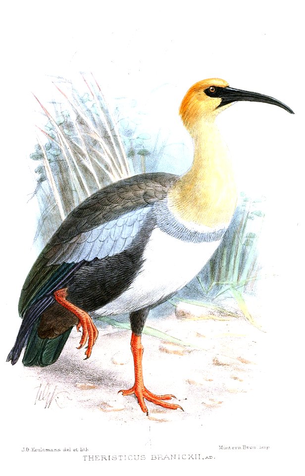 TheristicusBranickiiKeulemans