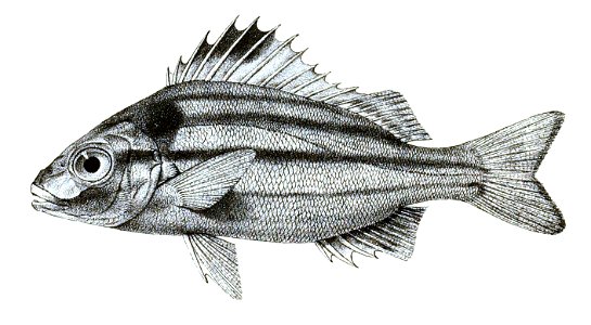 Therapon quadrilineatus Ford 18