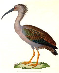 Theristicus caerulescens 1838