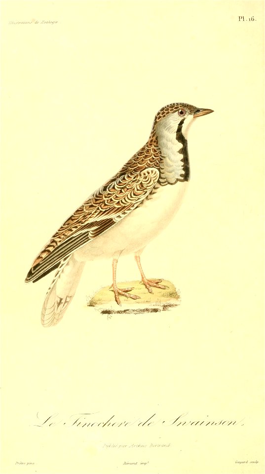Thinocorus rumicivorus 1831