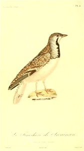 Thinocorus rumicivorus 1831
