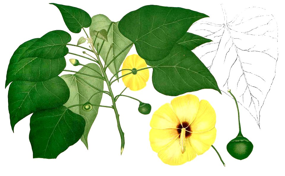 Thespesia populnea Blanco2.247-cropped