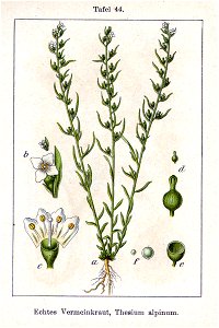 Thesium alpinum Sturm44