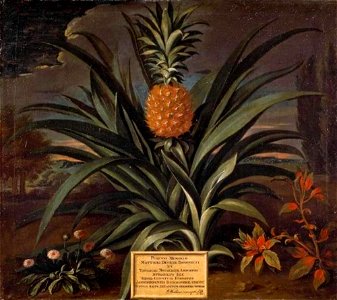 Theodorus Netscher - Ananasplant in de tuin van Sir Mattew Decker te Richmond, Surrey - 357 - Fitzwilliam Museum