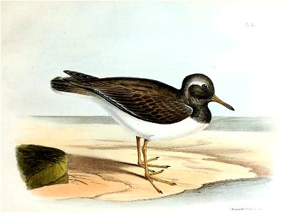 Thinornis rossii