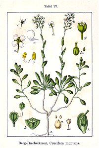 Thlaspi montanum Sturm27