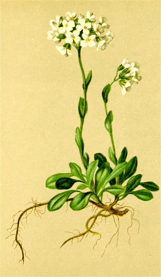 Thlaspi alpinum Atlas Alpenflora