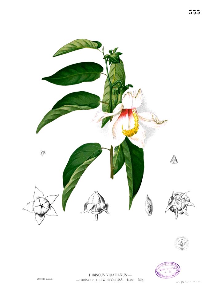 Thespesia sp Blanco2.333