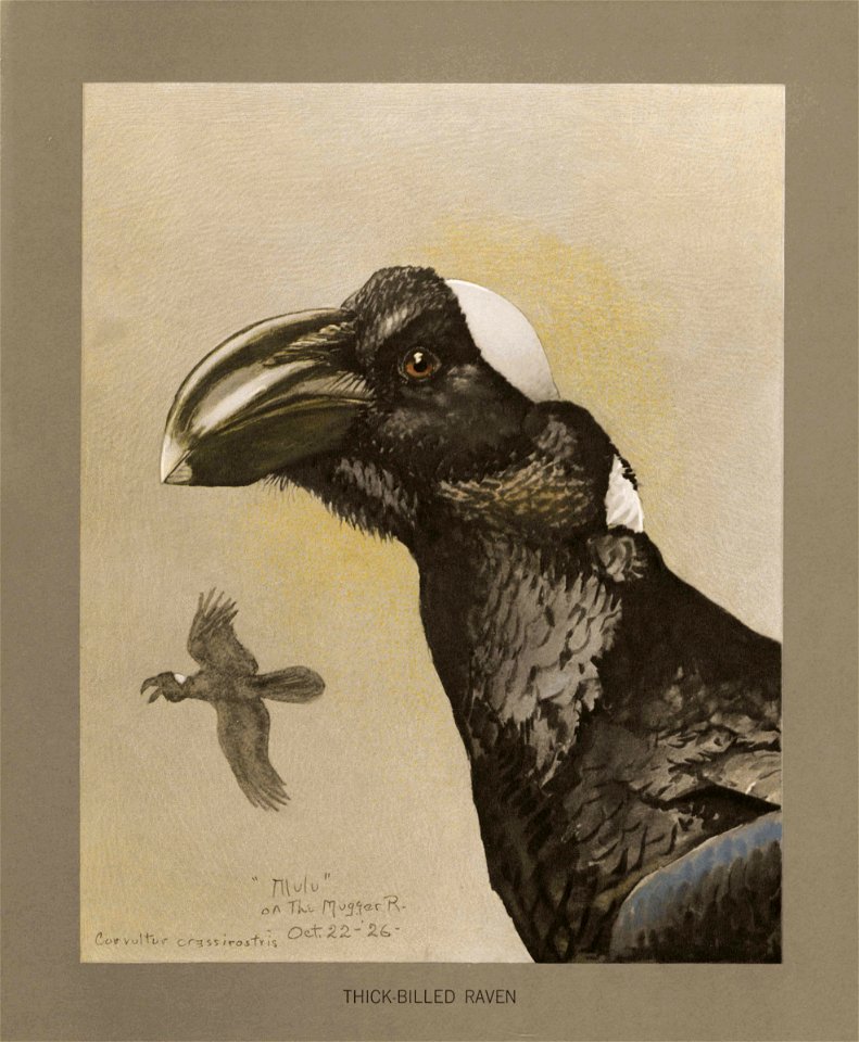 Thickbilled raven Fuertes
