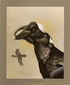 Thickbilled raven Fuertes