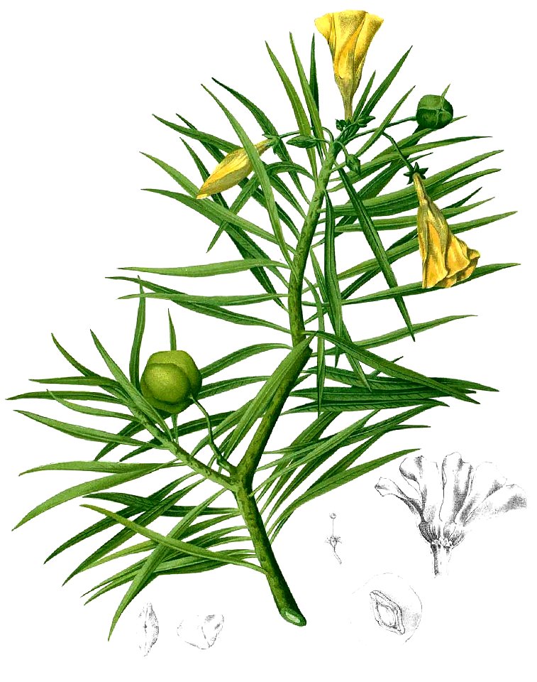 Thevetia peruviana Blanco1.45-cropped