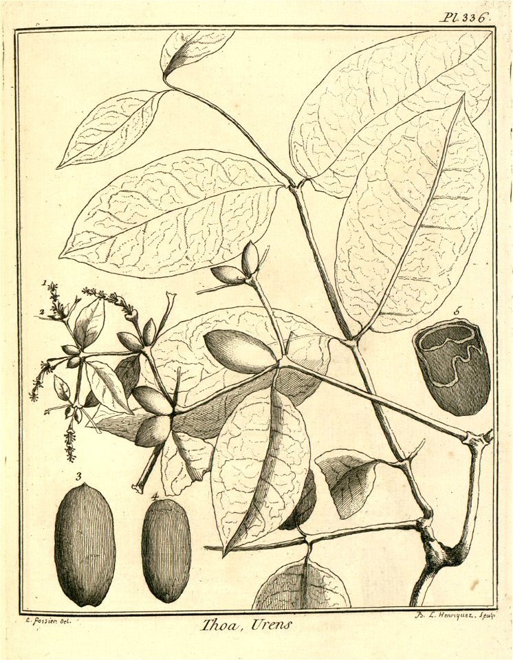 Thoa urens Aublet 1775 pl 336