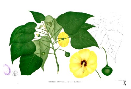 Thespesia populnea Blanco2.247