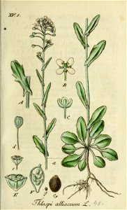 Thlaspi alliaceum - Deutschlands Flora in Abbildungen nach der natur - vol. 15 t. 48. Free illustration for personal and commercial use.