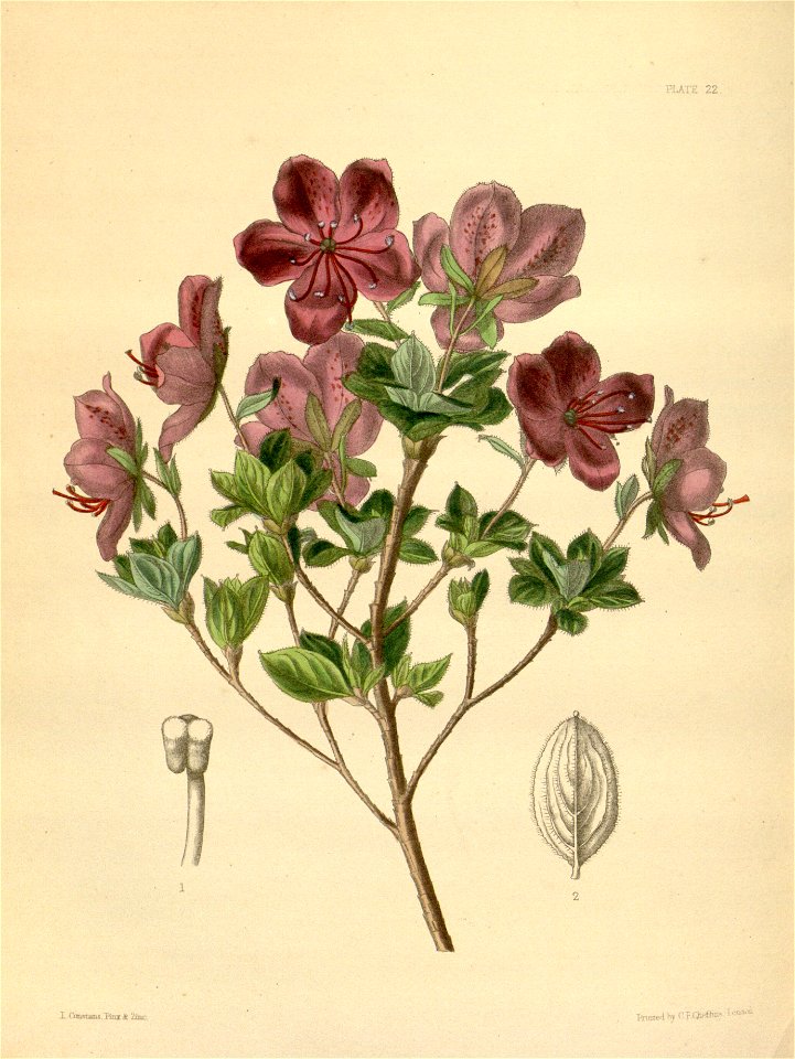 Therorhodion camtschaticum Paxton 022