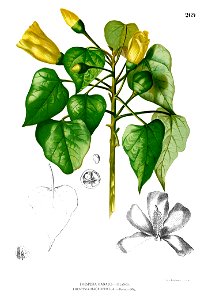 Thespesia populnea Blanco2.269